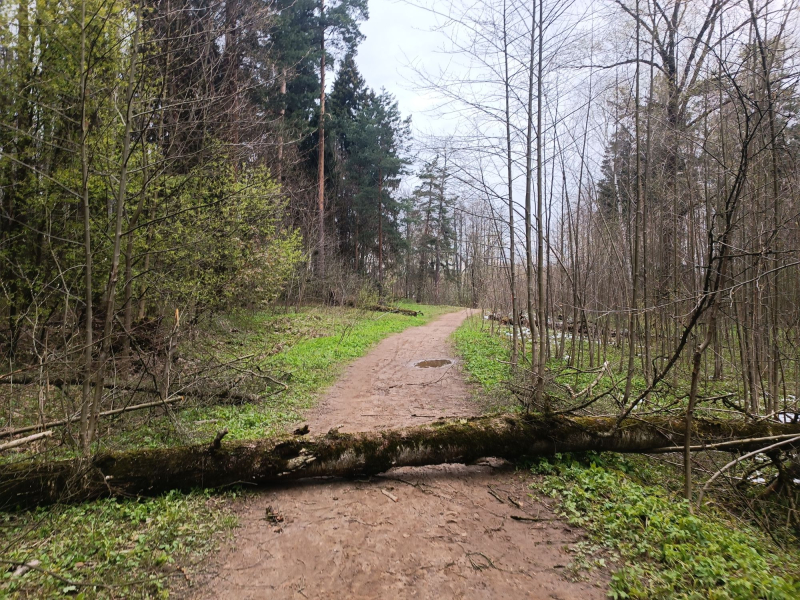 Лес побило штормом