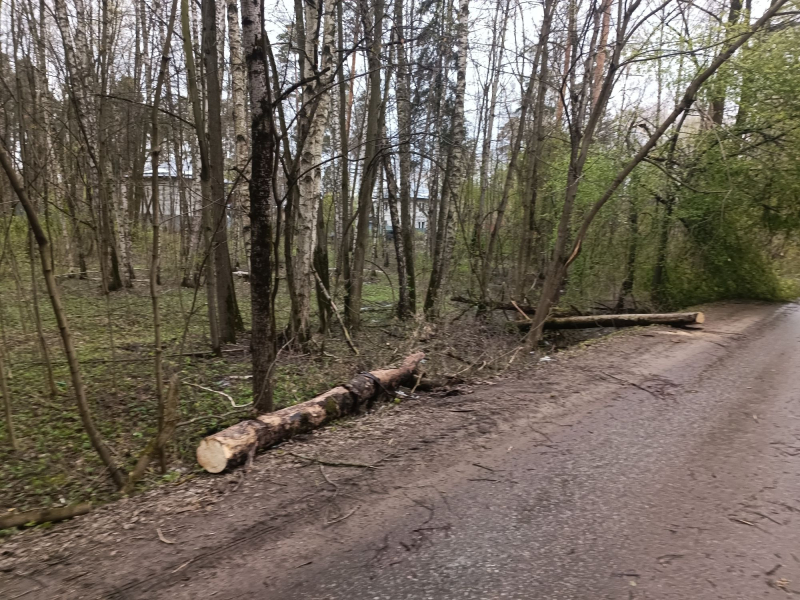 Лес побило штормом