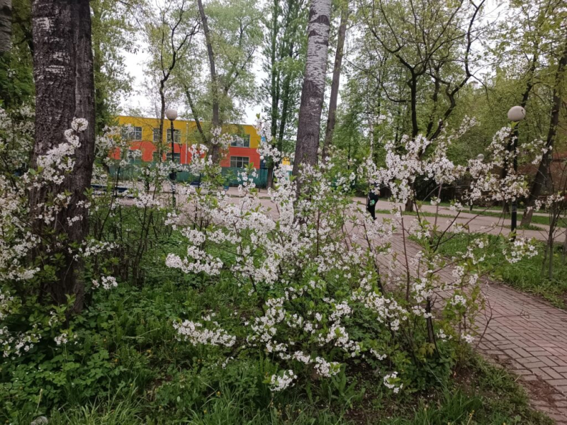 Природа радуется весне 11 мая 2026