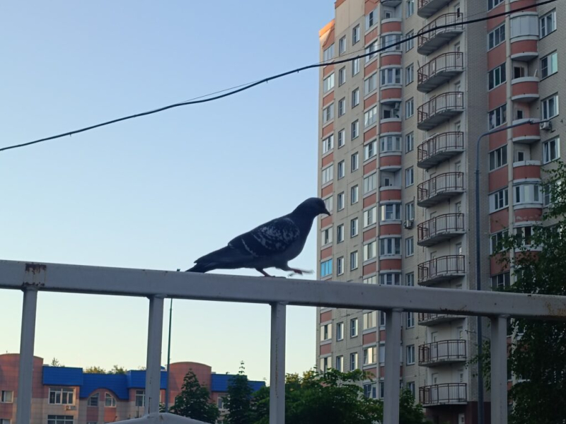Одинокий голубой