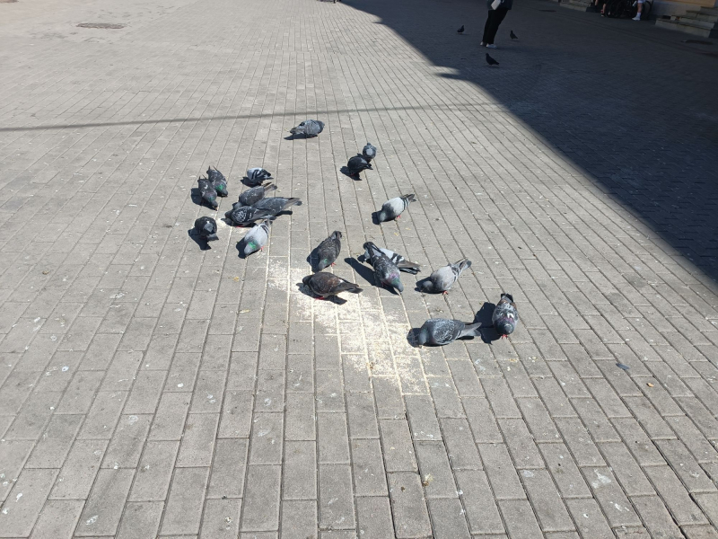 Питерские годубцы