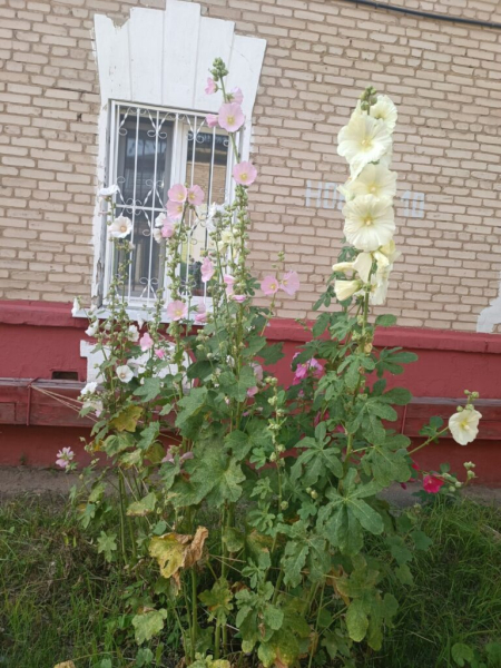 Цветы и коты 10 июля 2026