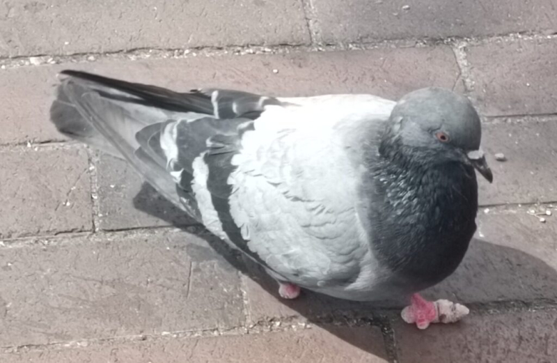 Голубь Кутя