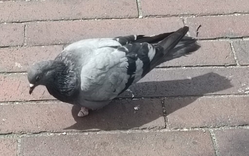 Голубь Кутя