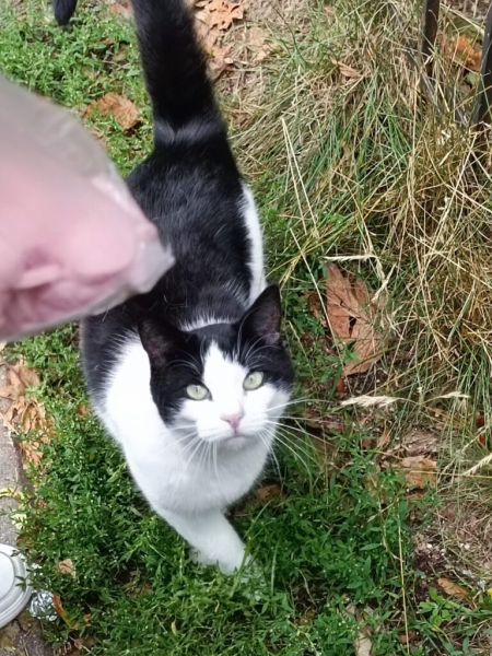 Кошачье счастье