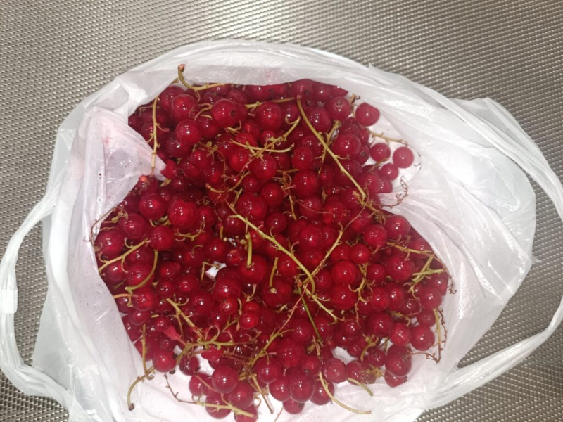 Вкушаем кильку 17 июля 2026