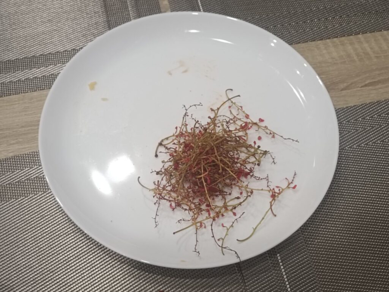 Вкушаем кильку 17 июля 2026
