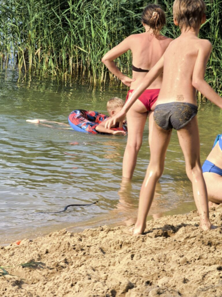 Водоплавающий уж. 7 августа 2026