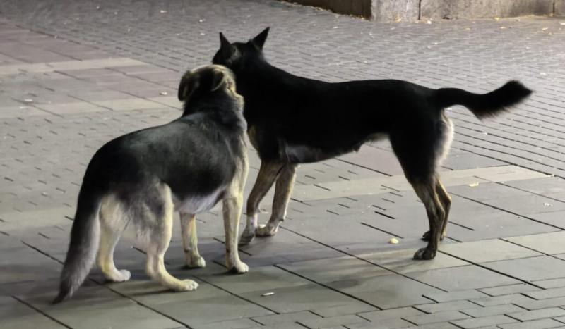 Бродячие собаки